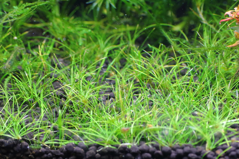 植栽から206日目　ヘアーグラスショート